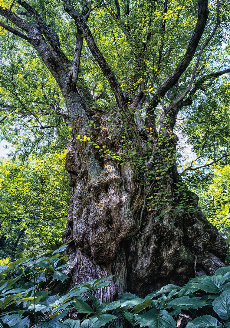 白神山地 世界遺産ガイド