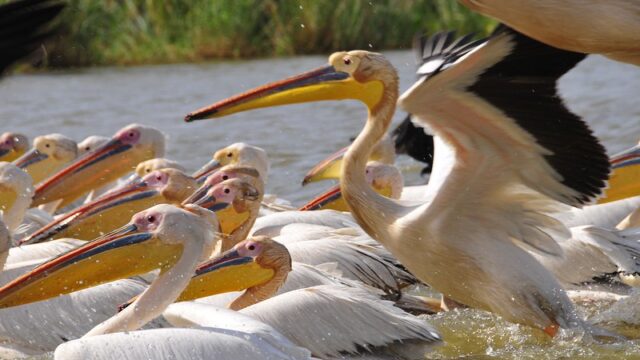 ジュッジ国立鳥類保護区　モモイロペリカン