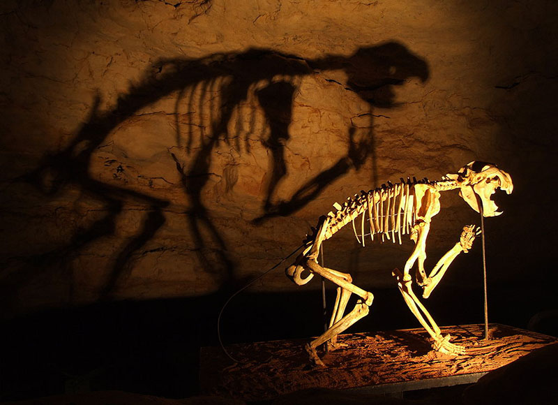 ティラコレオの全身骨格の化石