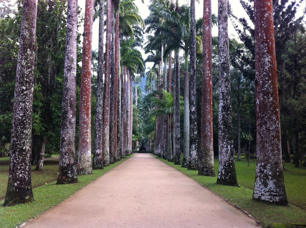 リオデジャネイロ植物園