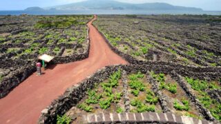 ピーコ島のブドウ園文化の景観