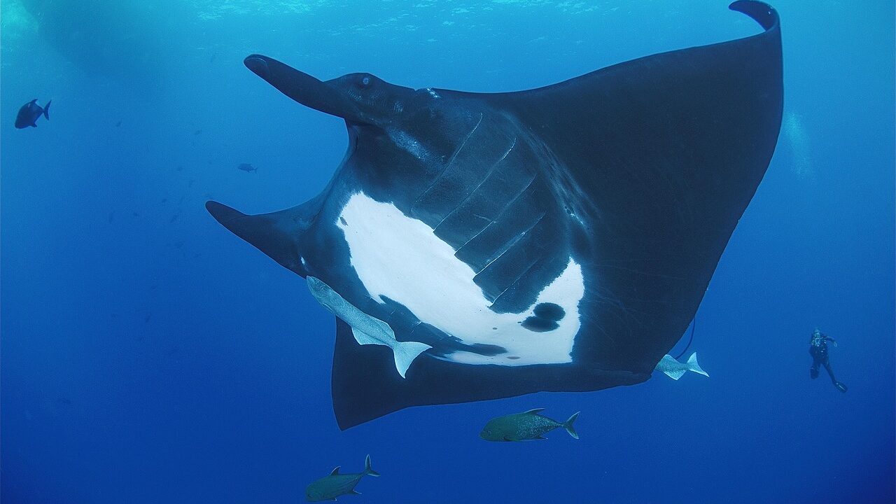 レビジャヒヘド諸島