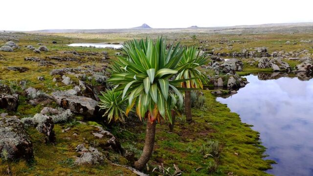 バレ山地国立公園