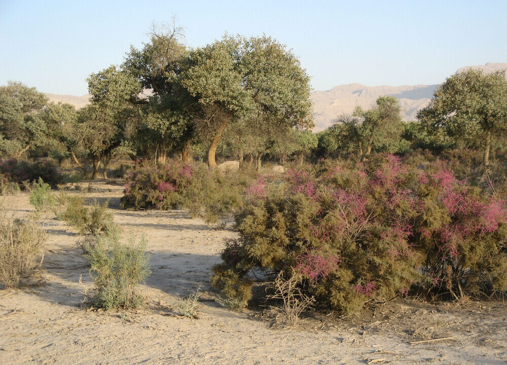 ティグロヴァヤ・バルカ自然保護区のトゥガイの森