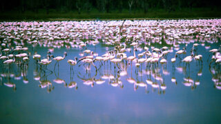 ケニアグレート・リフト・バレーの湖群の生態系