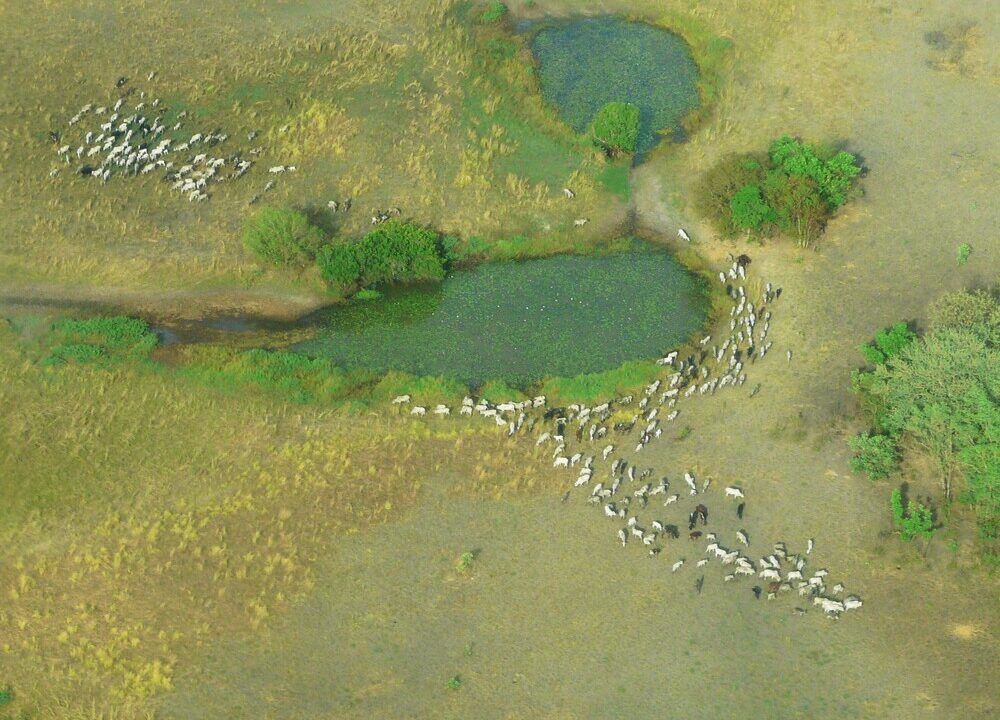 マノヴォ-グンダ・サン・フローリス国立公園