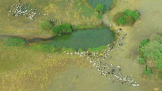 マノヴォ-グンダ・サン・フローリス国立公園