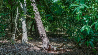 ミジケンダの聖なるカヤの森林