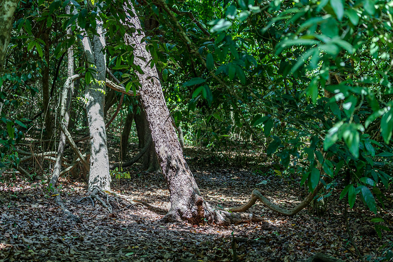 ミジケンダの聖なるカヤの森林