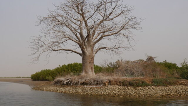 サルーム・デルタ