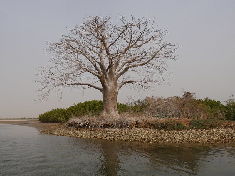 サルーム・デルタ