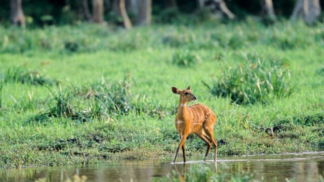 サンガ川流域の3カ国保護地域