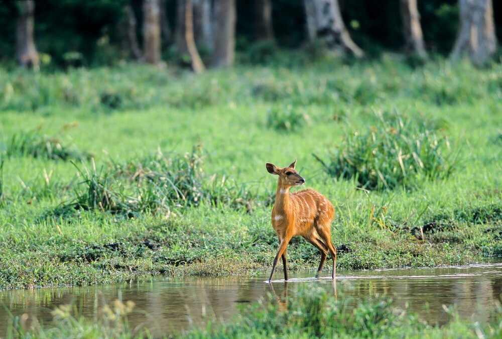 サンガ川流域の3カ国保護地域